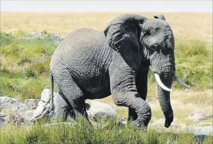  ?? RICK KEIR ?? A solitary male elephant leaves a watering hole after getting a drink in Serengeti National Park.