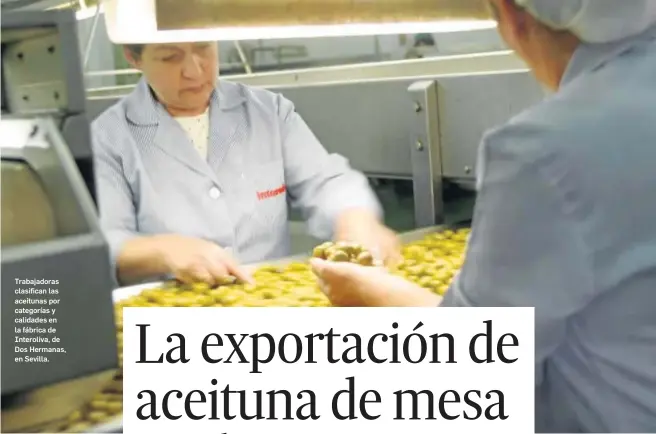  ??  ?? Trabajador­as clasifican las aceitunas por categorías y calidades en la fábrica de Interoliva, de Dos Hermanas, en Sevilla.