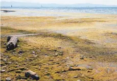  ?? FOTO: TANJA POIMER ?? Fette Schicht: Der besonders flache DLRG-Bereich in Langenarge­n ist im Wasser und an Land übersät von Laichkraut.