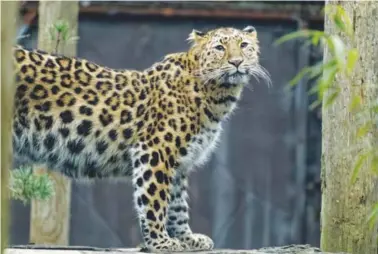  ?? PHOTO COURTESY THE MEMPHIS ZOO ?? This Amur leopard, Kira, was born at Twycross Zoo in England in 2016. The Memphis Zoo is partnering with Twycross Zoo as part of an internatio­nal breeding program to help protect and preserve the species.