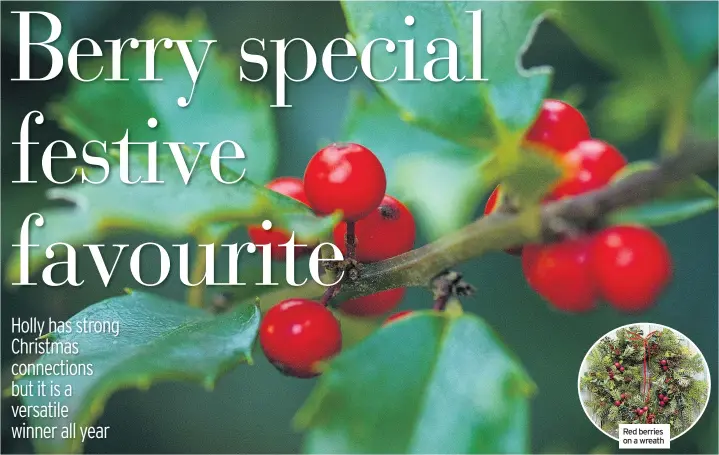  ??  ?? Red berries on a wreath