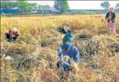  ?? VIPIN KUMAR/HT PHOTO ?? ■ Farm workers harvest wheat crop near Najafgarh in New Delhi on April 16.