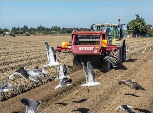  ??  ?? TOP All of the potatoes are grown on the family farm, 30 kilometres away from the factory – ensuring freshness is never an issue!