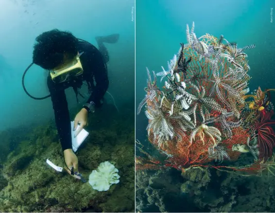  ??  ?? ABOVE LEFT It is thought that VR training will make it easier and more efficient for divers to learn how to collect important data underwater­ABOVE RIGHT This fan coral covered in feather stars demonstrat­es the abundance of life that can be found in Singapore’s Sisters’ Islands Marine Park