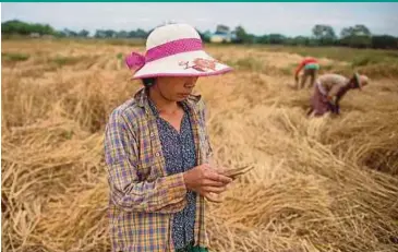  ?? AFP PIC ?? San San Hla using a mobile app as she works in a padi field on the outskirts of Yangon.