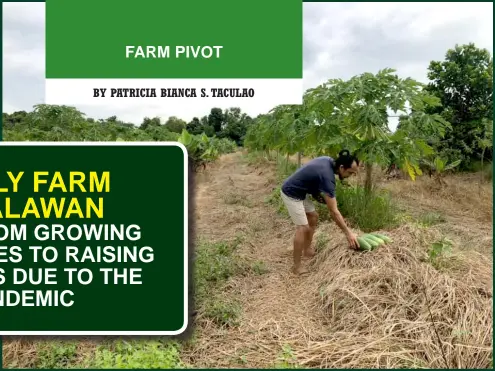  ?? ?? Rodriguez Integrated Farm started in 1980 as a getaway farm for the Rodriguez family, but because of the pandemic, it shifted its purpose to income generation.