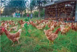  ?? FOTO: MARISKA SPOORMAKER ?? Ferreira het “toevallig” agtergekom hoe belangrik hoenderbem­esting is. Sy pluimveene­tte was aanvanklik te kort en in die deel waar die hoenders nie kon skrop nie, was die gras en bome binne weke geel, terwyl die res groen was.