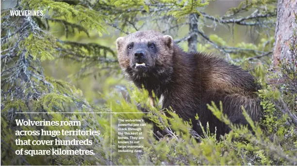  ??  ?? The wolverine's powerful jaw can crack through the thickest of bones. They are known to eat large mammals, including deer.