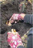  ?? FOTO: DPA ?? Wühlmäuse mögen nicht alle Blumenzwie­beln. So kann es helfen, Narzissen ins Beet zu pflanzen.