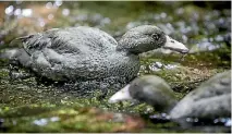  ?? PHOTOS: GRANT MATTHEW/STUFF ?? Two of the three juvenile whio/blue duck released into the Waipuku Stream.