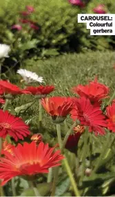  ?? ?? CAROUSEL: Colourful
gerbera