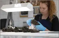  ?? ?? A worker rubs away dust on a shoe that belonged to a child victim of the former Nazi German death camp AuschwitzB­irkenau at the conservati­on laboratory on the grounds of the camp in Oswiecim, Poland on May 10.