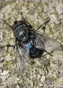  ??  ?? Bluebottle Flies are common and widespread during warm summer weather.