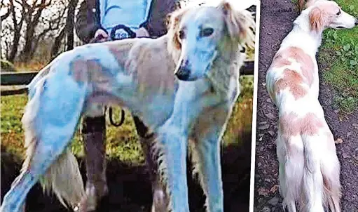  ?? ?? A male Saluki Greyhound called ‘Bracken’ was stolen during a morning burglary in Nant Glyn Road, Denbigh, on January 6