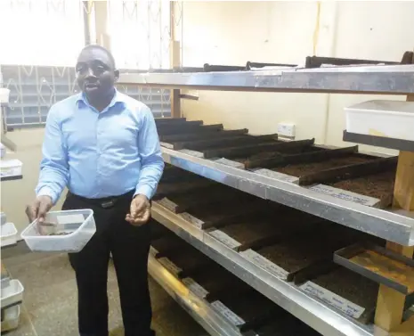  ?? PHOTOS: ?? Dr Tanga at the black soldier fly production laboratory Vincent A. Yusuf