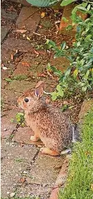 Down a rabbit hole | The Providence Journal | PressReade­r