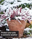  ?? ?? Protect your pots in extreme weather