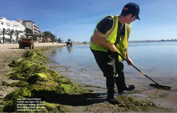  ??  ?? Juan och hans kollegor krattar upp alger. Det är ett mödosamt arbete. Så snart de är färdiga med stranden, måste de börja om igen.