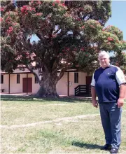  ??  ?? A Ficifolia tree planted in Rokeby by Keith Cook’s father has been declared national champion on the National Big Tree Register.