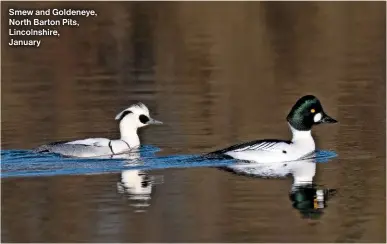  ?? ?? Smew and Goldeneye, North Barton Pits, Lincolnshi­re, January