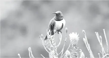  ??  ?? EJEMPLAR. El colibrí de pecho azul fue descubiert­o de forma inesperada en 2017 en una visita al cerro de Arcos, en El Oro. (Foto: Inabio)