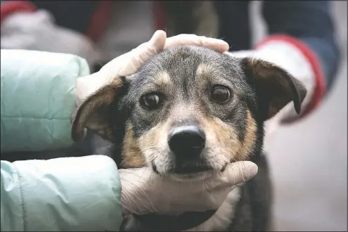  ?? (AP/Alexander Zemlianich­enko) ?? Alexandra Novatova, wearing gloves to protect from coronaviru­s, pets Barly, her new 2-year-old mutt, April 25 at her apartment building in Moscow.