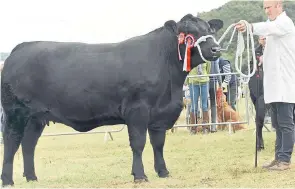  ?? Pictures: Ron Stephen. ?? The Cattle and Interbreed Champion at Kinross Show was this AberdeenAn­gus heifer from Donald Rankin, Kilmaluag, Skye.