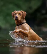  ??  ?? Flea treatments used on dogs are causing damage to our rivers, says a new study