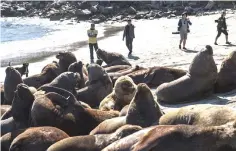  ??  ?? Sea lions lie down in the sand at San Antonio port.