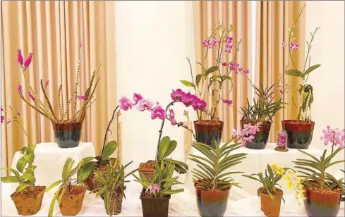  ?? SOK VICHEA VIA FACEBOOK ?? Several varieties of orchids on display on May 5.
