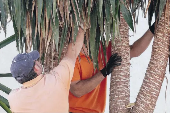  ??  ?? Die robusten Yucca-Palmen bringen exotisches Flair in den Garten und können bei guter Pflege prächtig gedeihen.