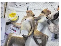 Thai town tries to curtail all of the monkeying around - PressReader
