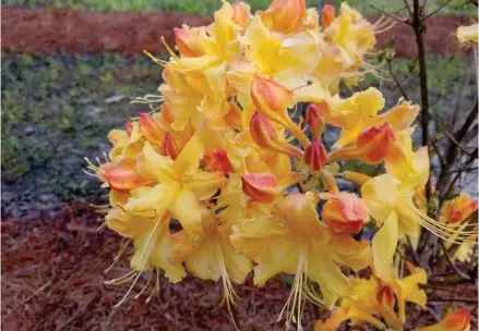  ?? (Photo by MSU Extension, Gary Bachman) ?? Flare -- A member of the Sunbow series, the Solar Flare has almost neon yellow flowers with light orange shading.