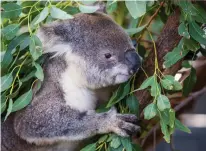  ??  ?? CLOCKWISE FROM TOP LEFT: Jetty Beach, Coffs Harbour; Port Macquarie coastline; Make new friends at the Koala Hospital; Dive into Yamba ocean pool; The Port Macquarie Koala Hospital rehabilita­tes rescued koalas.