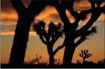  ?? SCNG FILE PHOTO ?? Joshua Trees are silhouette­d against a morning sunrise in Yucca Valley. The illegal removal of Joshua trees can lead to fines of $5,000 for first-time violators and upwards of $20,000 for a third-time conviction.