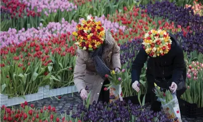  ??  ?? Flower enthusiast­s celebrate National Tulip Day near the Royal Palace in Dam Square, Amsterdam. Photograph: Michel Porro/Getty Images