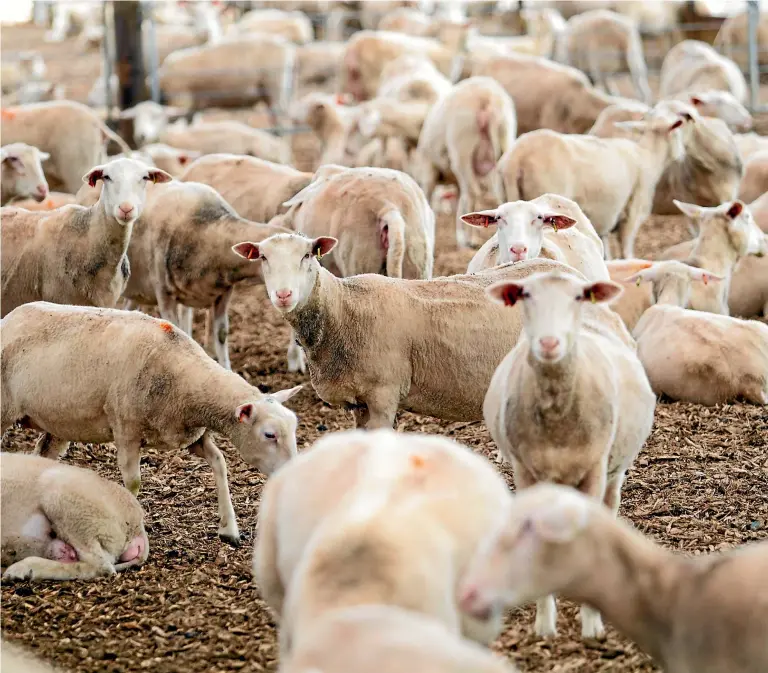  ?? PHOTOS:TOM LEE/STUFF ?? Spring Sheep’s flock of older ewes rest in their barn
