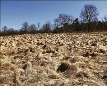  ?? Peter Marteka / For Hearst Connecticu­t Media ?? A disheveled hay field after a long winter at Machimoodu­s State Park.