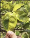  ?? GETTY IMAGES ?? Asymmetric­al leaf yellowing can be a sign of citrus greening disease, which has no known cure and so could devastate California’s citrus industry. It is spread by a tiny bug.