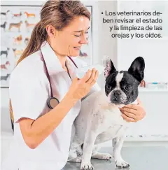  ?? Ingimage ?? • Los veterinari­os deben revisar el estado y la limpieza de las orejas y los oídos.