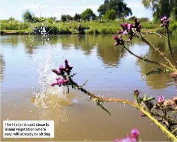  ??  ?? The feeder is cast close to island vegetation where carp will already be sitting