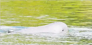  ?? Picture: AP PHOTO/HENG
SINITH ?? A Mekong River dolphin at Kampi Village northeast of Phnom Penh in Cambodia. Three endangered freshwater dolphins have died within less than 10 days of each other, alarming conservati­onists in Cambodia.