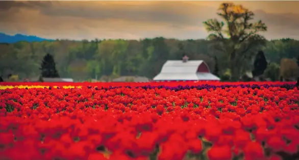  ??  ?? The sight of fields of vividly colourful blooms makes it easy to understand why some consider tulips a symbol of paradise.