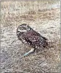  ?? JON HAMMOND / FOR TEHACHAPI NEWS ?? A Burrowing Owl, after being cleaned and treated at the former FACT center at Cal State Bakersfiel­d.