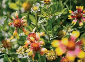  ?? ?? Indian blanket is just one of the wildflower­s still blooming in the Prairie Plots at Rice University.