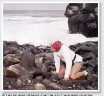  ??  ?? Les jeunes otaries sont aussi curieuses que les touristes.