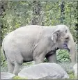  ?? The Associated Press ?? Bronx Zoo elephant “Happy” strolls inside the zoo’s Asia Habitat in New York. New York’s top court on Tuesday, rejected an effort to free Happy the elephant from the Bronx Zoo.