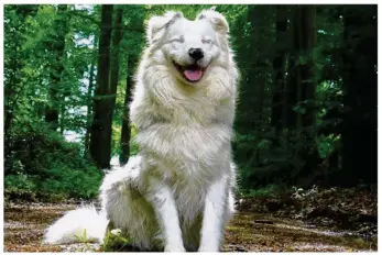  ??  ?? Iwok, le chien d’Emma Lemaître, est un berger australien double merle, sourd et malvoyant de naissance