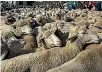  ?? PHOTO: REUTERS ?? Scientists say sheep have advanced face-recognitio­n abilities, comparable with those of humans and monkeys.