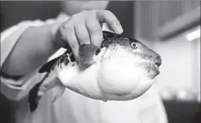  ??  ?? Fugu is one of Japan’s most expensive winter delicacies, but it contains a poison that can be fatal. (Photo: Getty)